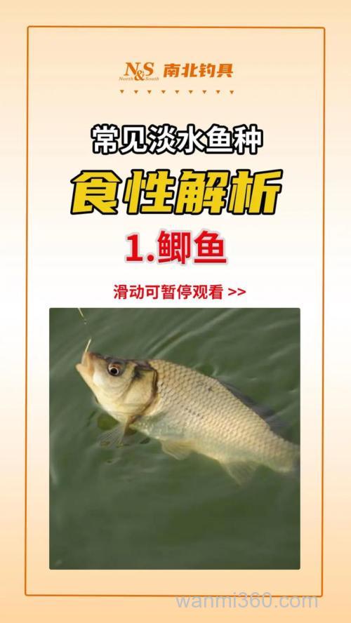 钓鲫鱼要了解其食性