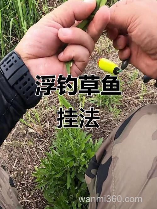在野河除了用草钓草鱼,还用什么鱼饵可以钓到它?
