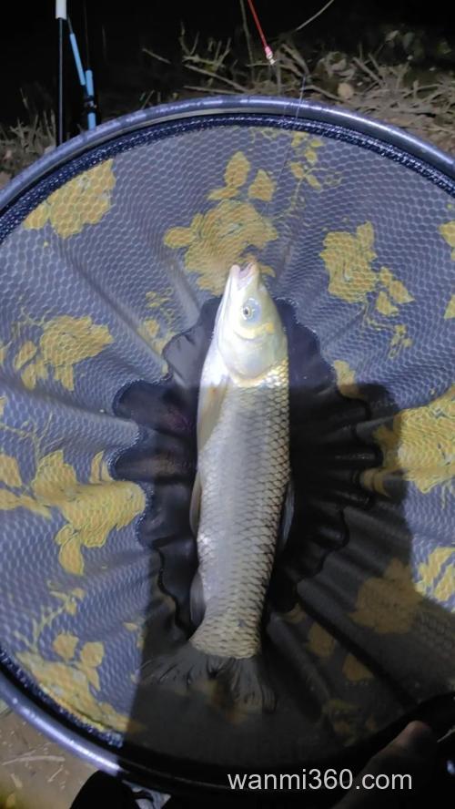 夜钓草鱼什么鱼饵好钓