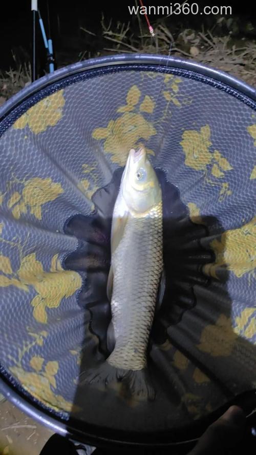 夜钓草鱼什么鱼饵好钓?