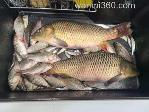钓鱼方法 (鲤鱼) 怎末 弄鱼食