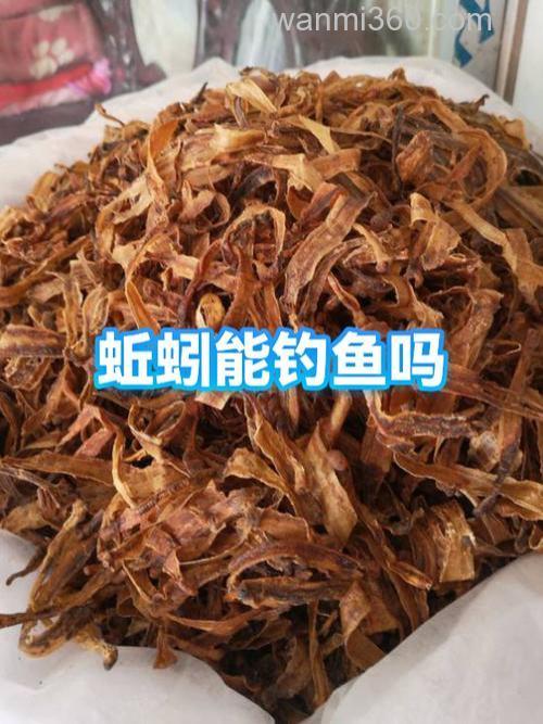 猪肉能代替蚯蚓钓鱼吗？