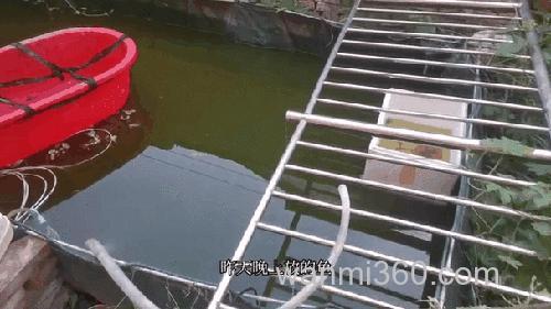 白天鱼浮头晚上好钓吗？