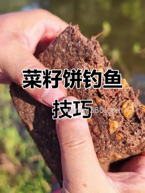 菜籽饼钓鲤鱼的最佳方法?