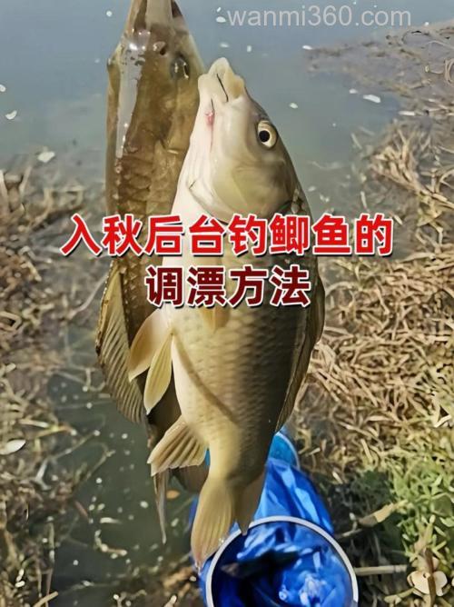 秋季野钓鲫鱼的第2个黄金时段