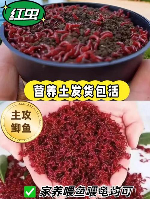深秋夜钓用红虫好还是饵料好?