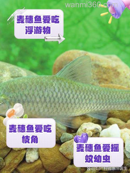 麦穗鱼吃什么?