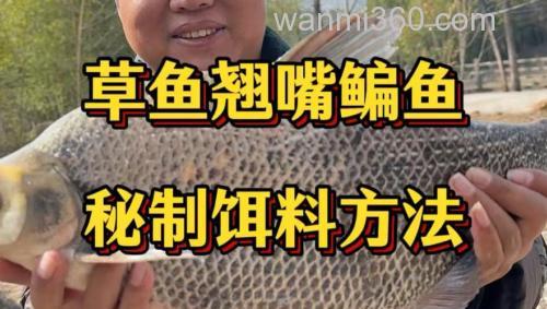 怎么泡玉米钓草鱼？