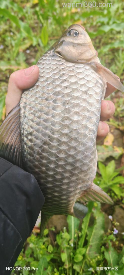 秋季大板鲫在深水还是浅水好钓?