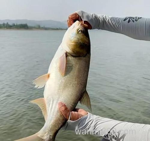王者之战B组:化绍新试钓擒获60斤大青鱼