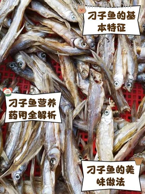 钱塘江钓子鱼用什么饵料?