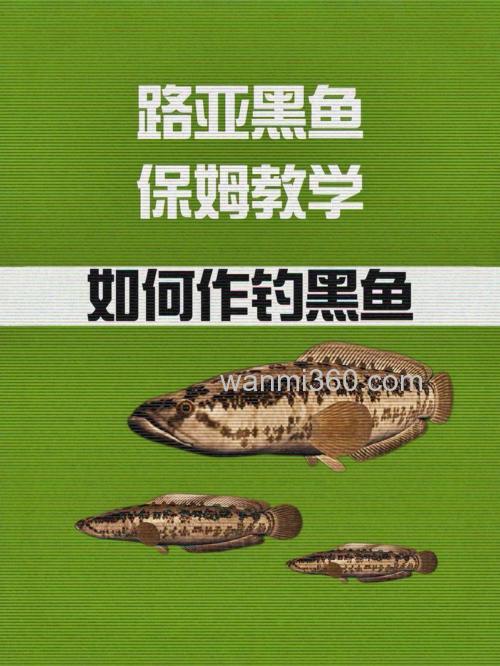 路亚黑鱼怎么钓?难就难在如何知道鱼口好的时间