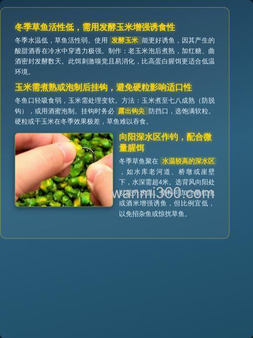 草鱼吃玉米粉吗?
