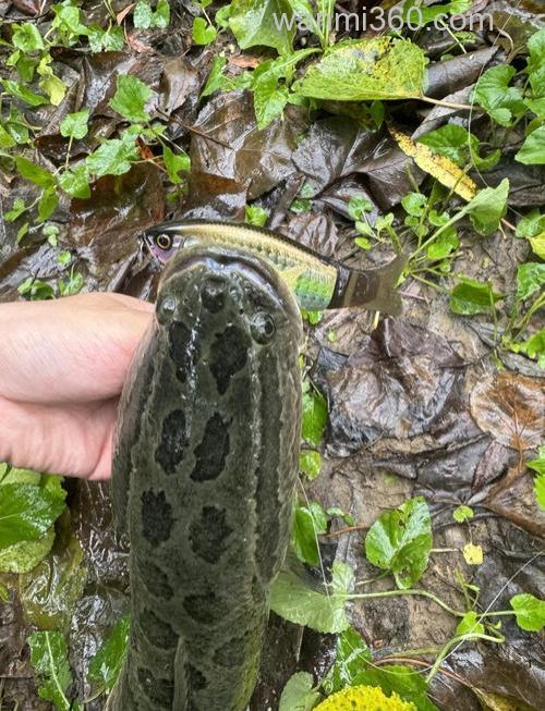 春天如何钓黑鱼?