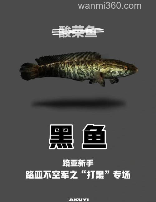 初夏钓黑鱼攻略技巧分享