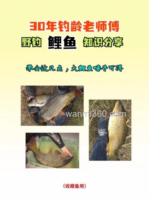 下午鲤鱼怎么钓?