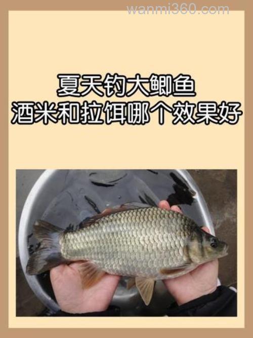 夏天钓大鲫鱼，酒米和拉饵哪个效果好