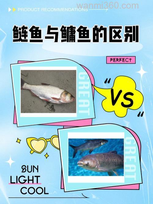 鲢和鳙有什么特点?