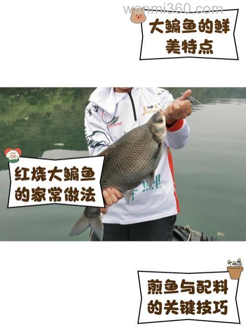 长江钓鱼,野钓鳊鱼分析教学