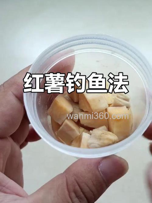 如何用红薯钓鲤鱼