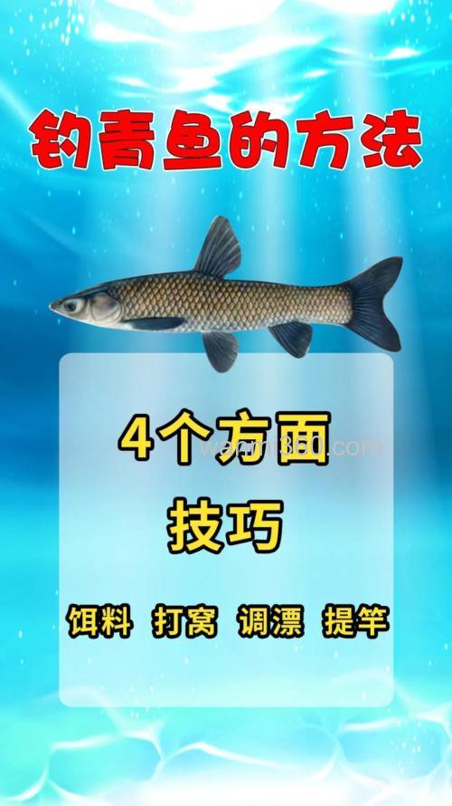 钓青鱼用大麦怎么煮