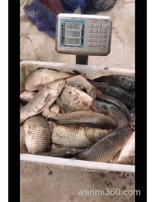 钓无鳞鱼,裸斑鱼用什么饵料跟小药效果好