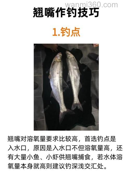 山体水库钓翘嘴如何选位?秋天钓翘嘴用什么饵料?