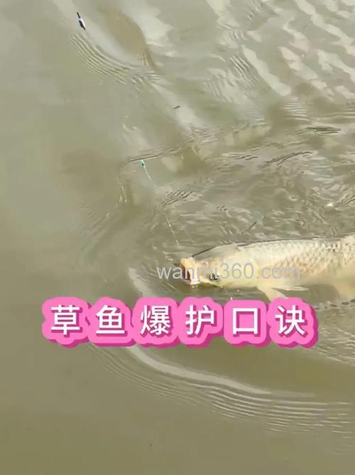 小河里的草鱼怎么钓？