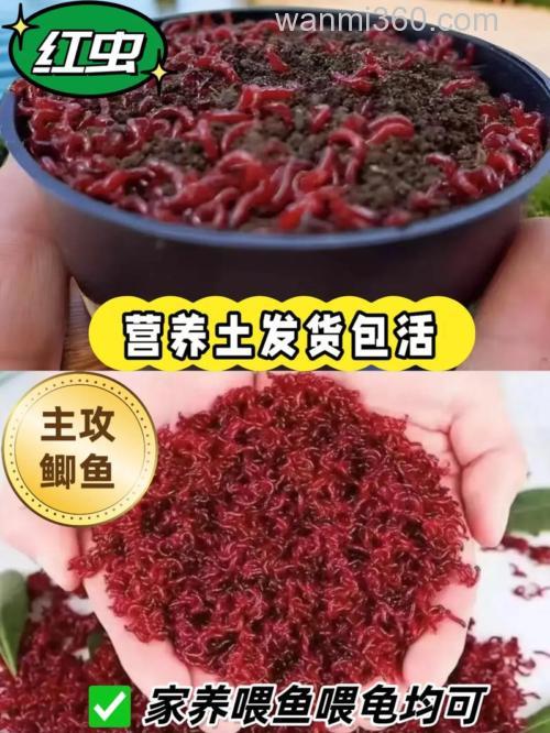 春季钓鱼用红虫好还是用商品鱼饵好?
