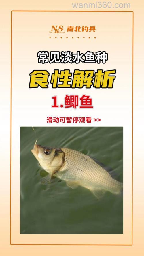 鲫鱼的生活习性:食性及钓法浅析