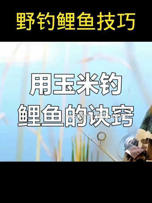 钓鲤鱼用玉米怎么钓啊?