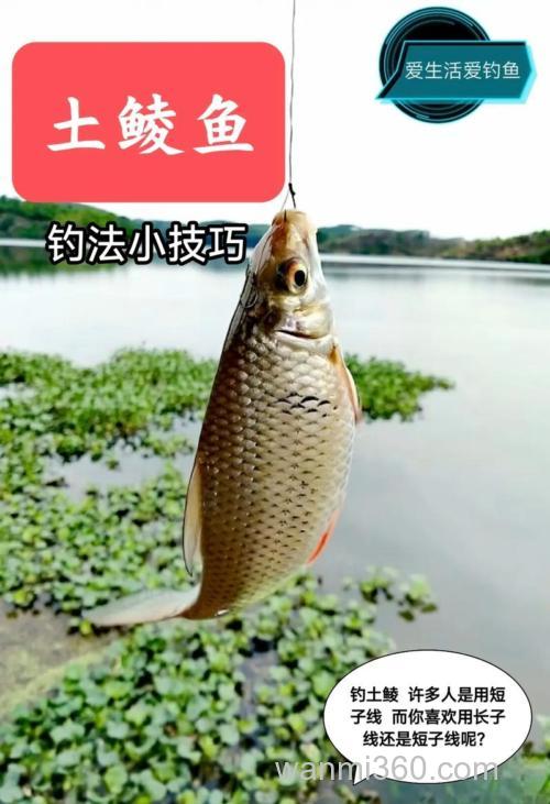 鲮鱼怎么钓?