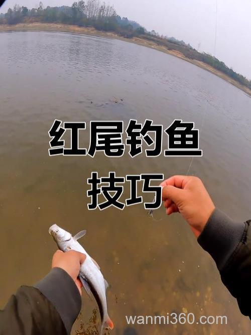 公认钓红尾最快的钓法是什么?