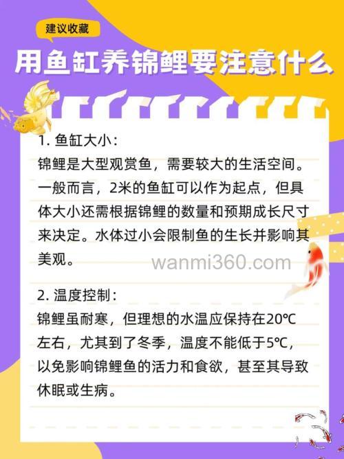 新买回来的锦鲤要放鱼缸里需要注意什么?