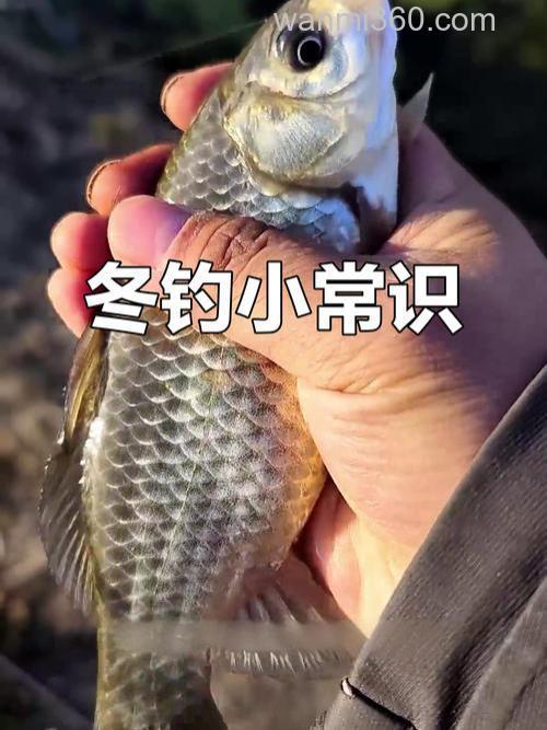 冬天竞技钓鱼比赛钓鲫鱼适合果香还是腥香？