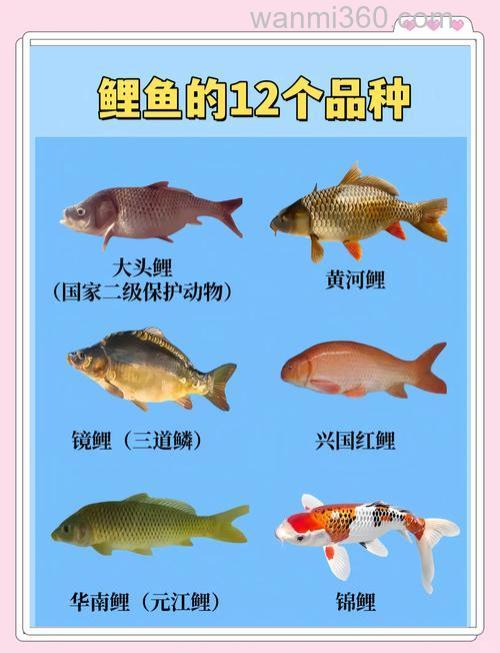 鲤鱼的分类(属,种)
