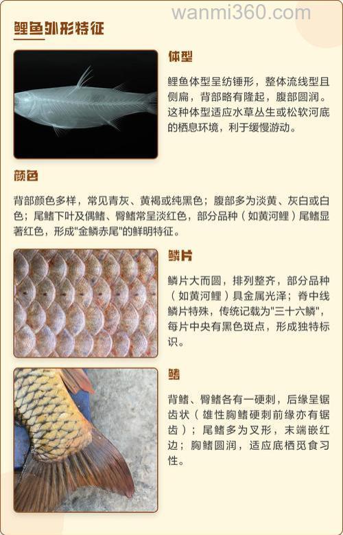鲤鱼的外形有什么特点?