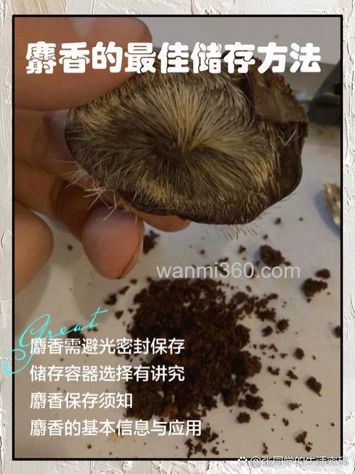 麝香鼠配窝时用什么办法免得咬？