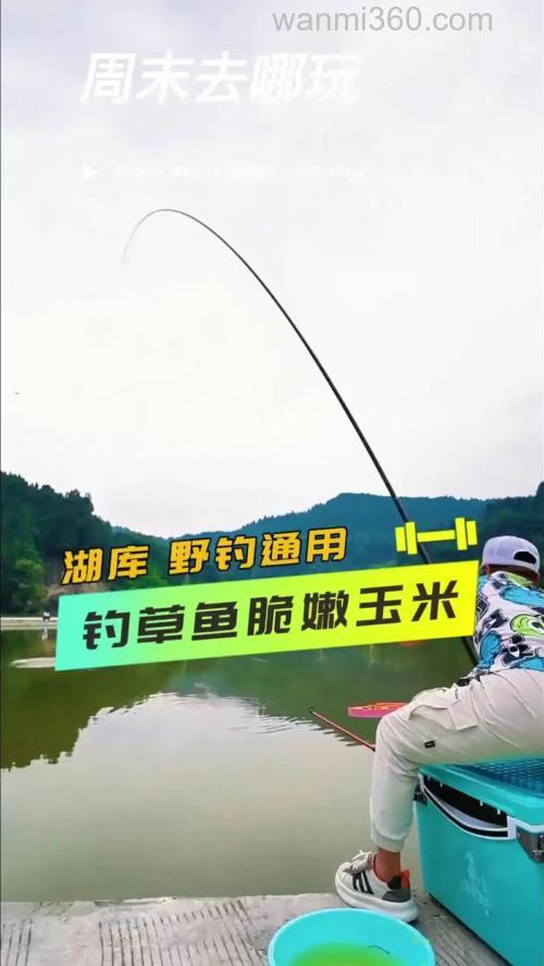 如何使用嫩玉米垂钓草鱼?