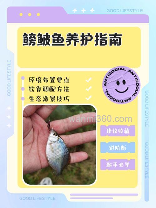 怎样人工养殖塘蚤鱼