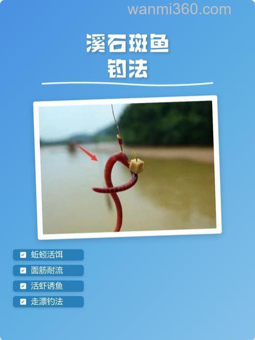 溪石斑鱼用什么饵料钓最好?溪石斑鱼最佳钓法