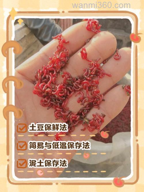 红虫液拌小麦粒行吗?