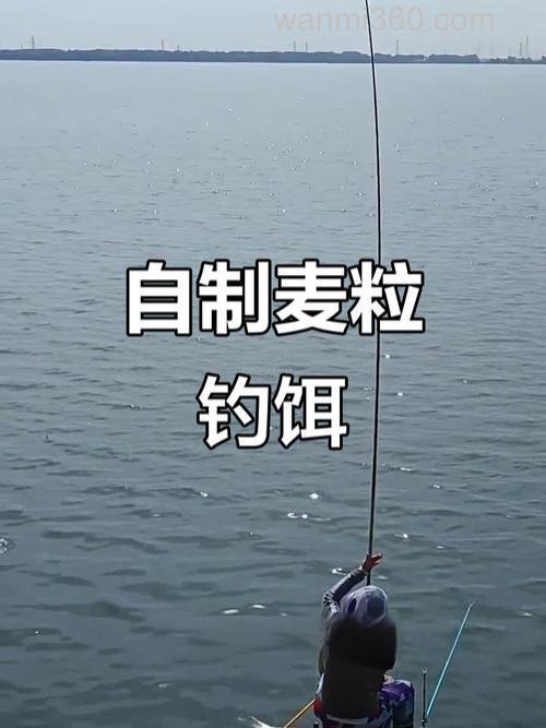 怎样用麦粒做鲫鱼钓饵?
