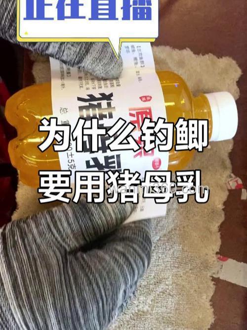 秋季钓鲫鱼用猪母乳吗?