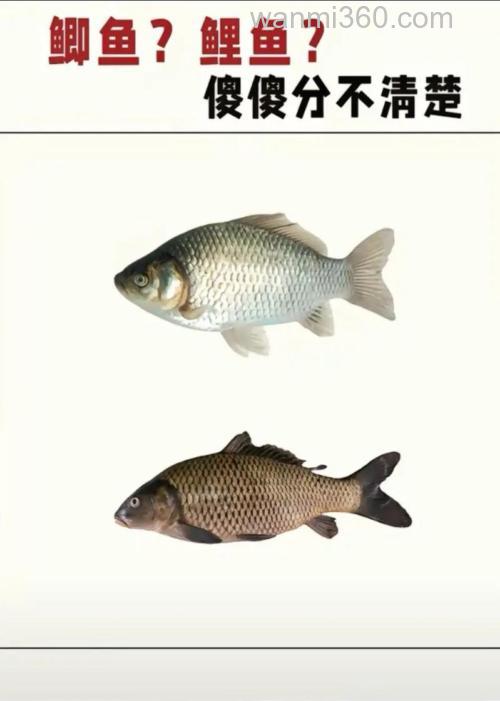 九一八加麝香米钓鲫鱼鲤鱼怎么样？