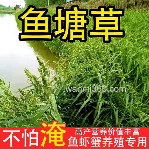 小米草养鱼技术?
