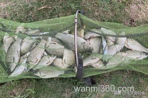 水库鲫鱼不吃商品饵只吃蚯蚓!怎么回事?
