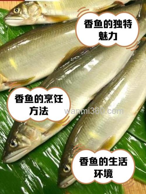 什么鱼喜欢麝香的味道，能钓鲤鱼和鲫鱼用吗？谢谢？