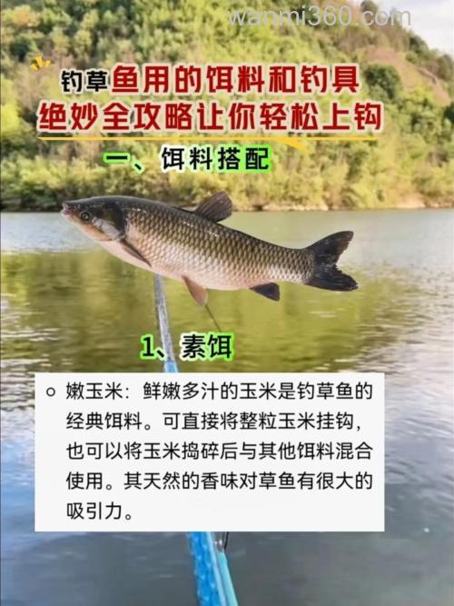 夏天怎么配钓草鱼的饵料呀