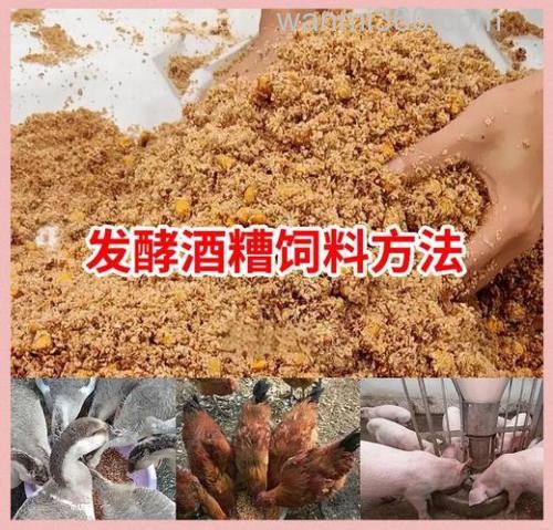 酒糟饲料怎么做?